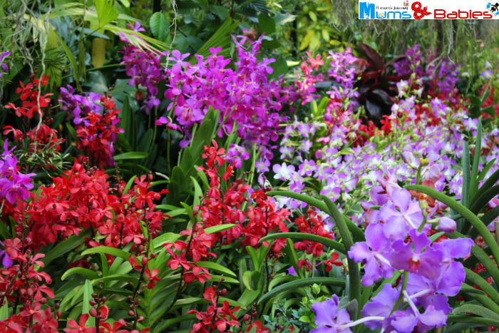 Orchid Extravaganza